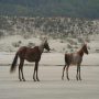 trans_cyclegan_horse2zebra_01.png