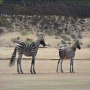 imtra_cyclegan_horse2zebra_02.png